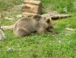 Kutarevo - utočište medvjeda