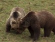Kuterevo - Bärenreservat